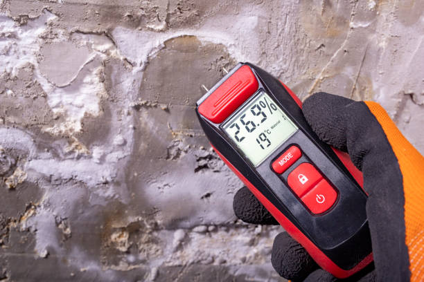Best Basement Mold Remediation in Smyrna, DE