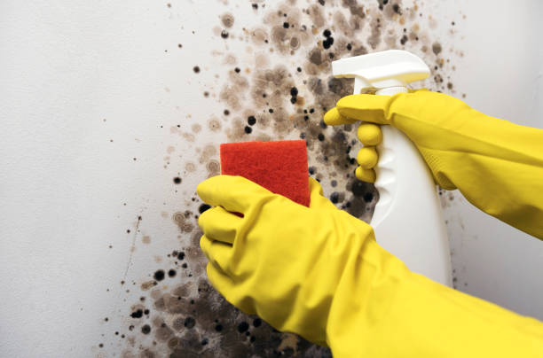 Professional Mold Remediation in Smyrna, DE