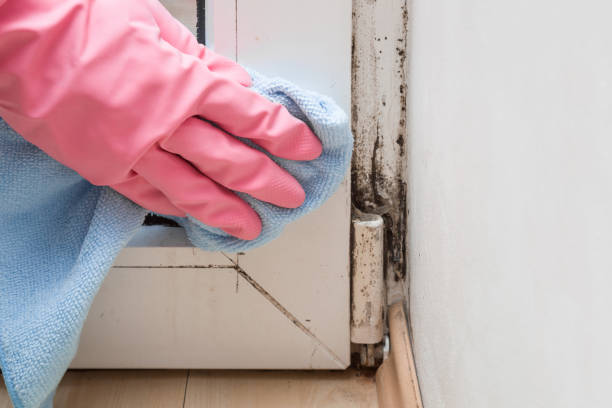 Best HVAC Mold Remediation in Smyrna, DE